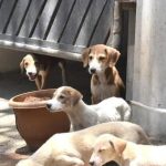 चाकण परिषदेने कुत्र्यांची नसबंदी मोहीम सुरू केली, निवारा संख्या दुप्पट करण्यासाठी