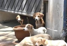 चाकण परिषदेने कुत्र्यांची नसबंदी मोहीम सुरू केली, निवारा संख्या दुप्पट करण्यासाठी